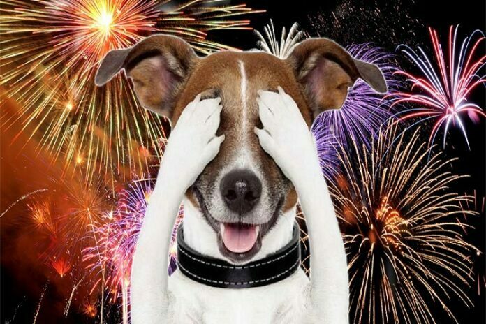 Take The Fear Out of Fireworks for Your Pets